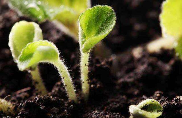 全功能肥料養(yǎng)分專(zhuān)業(yè)檢測(cè)儀